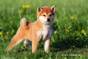 shiba