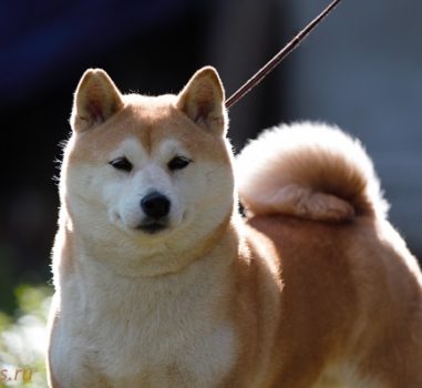 RAI MIUKI AKAGITSUNE (Веснушка)