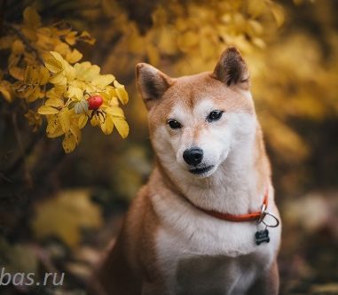 ZLOTA NO OMOCHA (Феня)