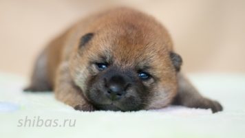 Д.р. 3.02.2020 Рыжие девочки