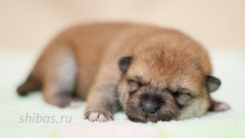 Д.р. 8.02.2020 Рыжие щенки