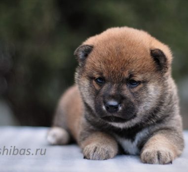 Д.р. 8.02.2020 Свободных щенков нет