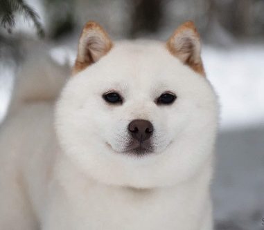 Зефирчик