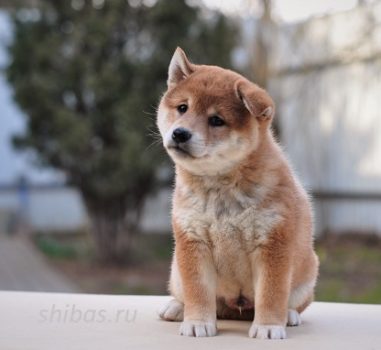 Д.р. 13.02.2020 Рыжий мальчик