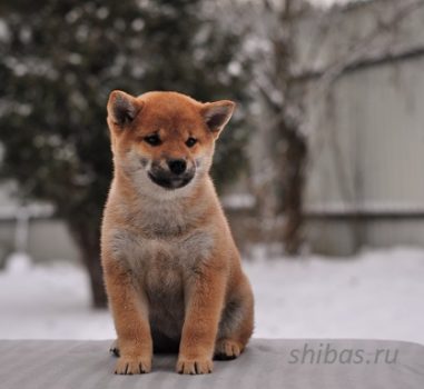 Д.р. 01.02.2020 Свободных щенков нет