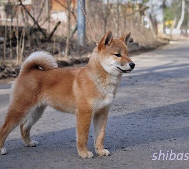 YUKASI KIN AMATERASU (Юка)