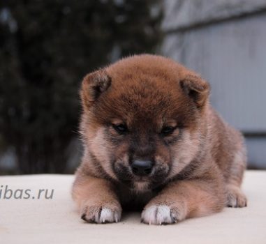 Д.р. 8 марта 2020 Свободных щенков нет