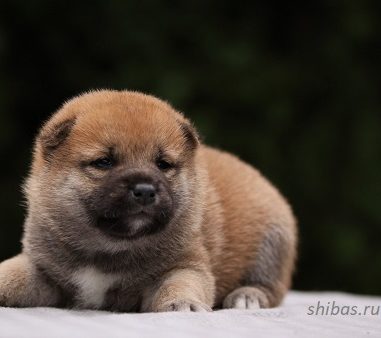 Рыжие щенки д.р. 3.08.2020 Свободных щенков нет