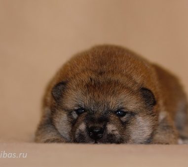 26.10.20 свободных щенков нет