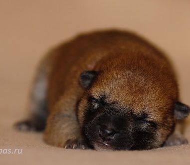4.11.20 Свободных щенков нет