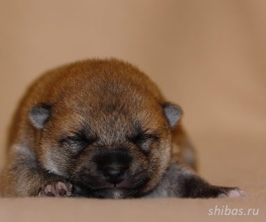 1.11.20 Свободных щенков нет