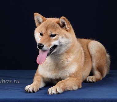 Sima (Сима)