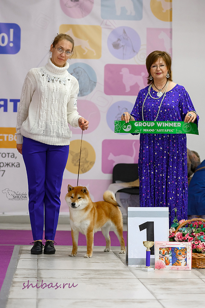 сиба чемпион на выставке