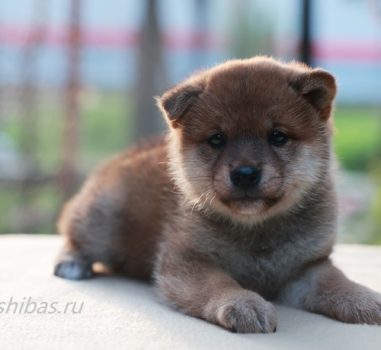 Сиба д.р. 26.06.2022