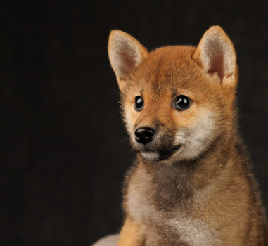 Сиба д.р. 27.10.2025