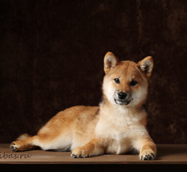 Сиба д.р. 25.09.2025