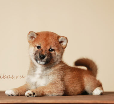 Сиба д.р. 22.02.2026