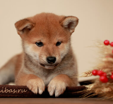 Сиба д.р. 18.02.2026